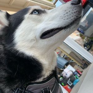 Meet your Posher, Dave